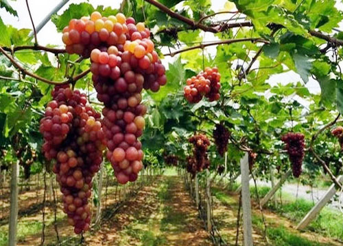 ���̰���