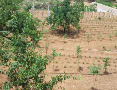 ���̰���