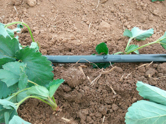 ��Ƭʽ�ι��